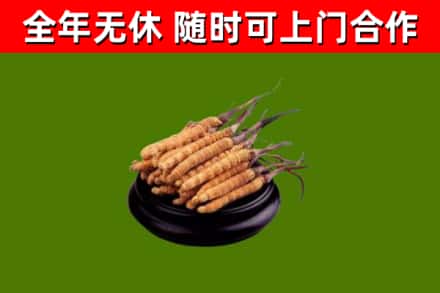 西峰烟酒回收冬虫夏草.jpg